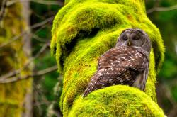 英雄联盟总决赛-历史对决，步行者与鹈鹕的篮球激战与东契奇的自我救赎之路