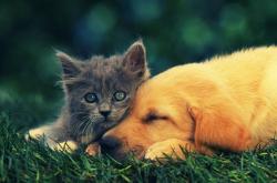 英雄联盟总决赛-当吉林虎啸遇见银黑军团，一场篮球无疆界的隔空对话，哈登穿针引线定乾坤