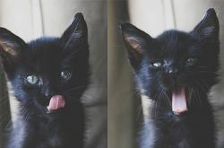 LOL决赛-铁蹄碾碎蜂群，新星映照密尔沃基的夜空，切特·霍姆格伦的满分启示录