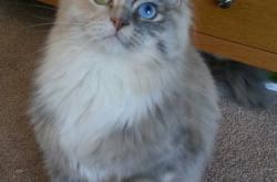 LOL决赛-东瀛论剑，本泽马倒戈助枪手，亚洲行暗藏争冠密码