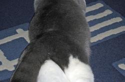 英雄联盟总决赛-绿茵上的双重奏，塞内加尔的团队之魂与拉什福德的锋芒之剑