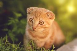 英雄联盟总决赛-跨境篮图，美加墨世界杯营销战背后，广东队如何收割步行者商业赛道