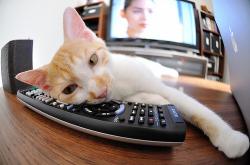 英雄联盟总决赛2025-冰封赛道与烈焰禁区，当F1引擎的寒光遇见武切维奇的怒火