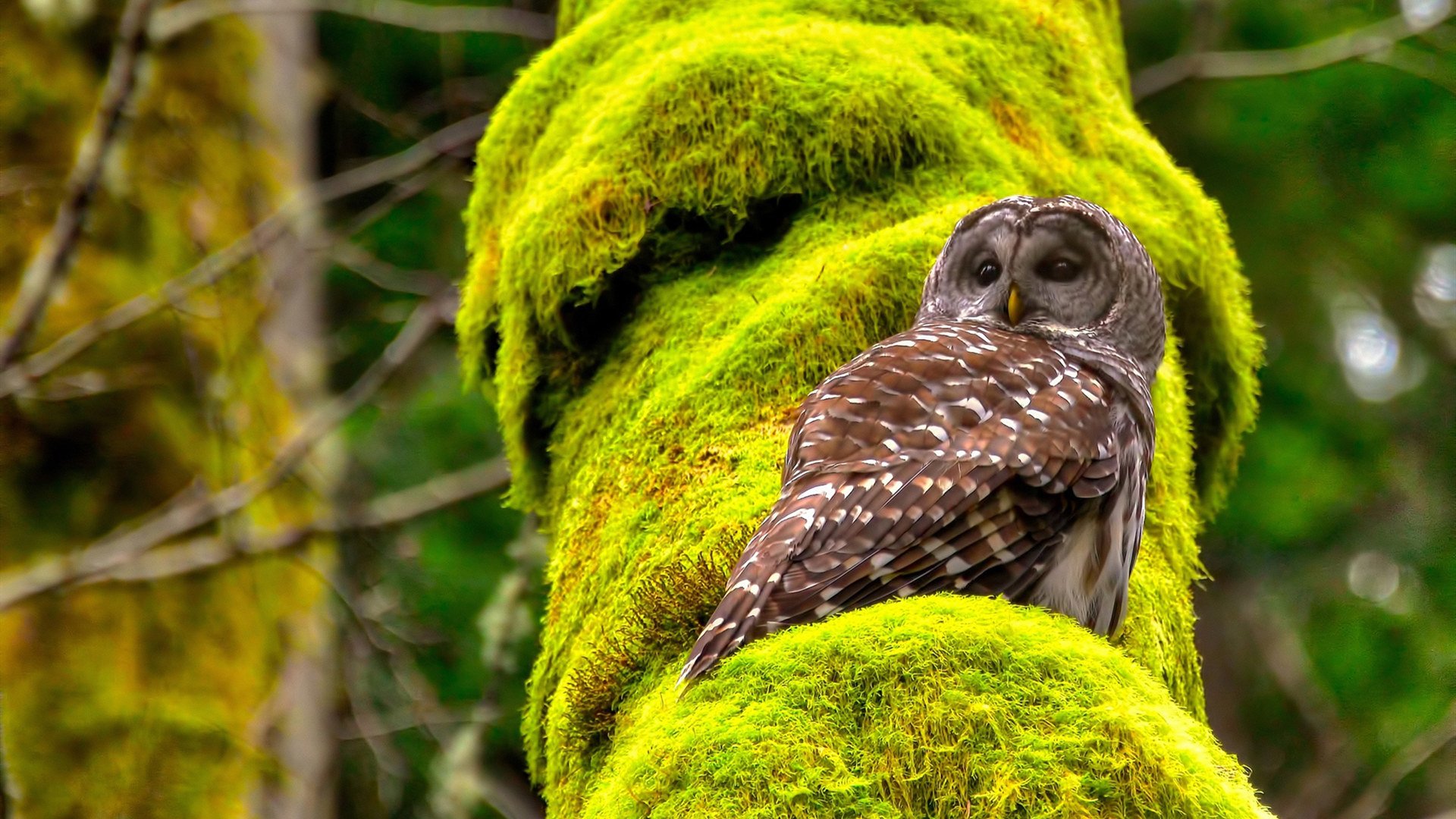 历史对决,步行者与鹈鹕的篮球激战与东契奇的自我救赎之路