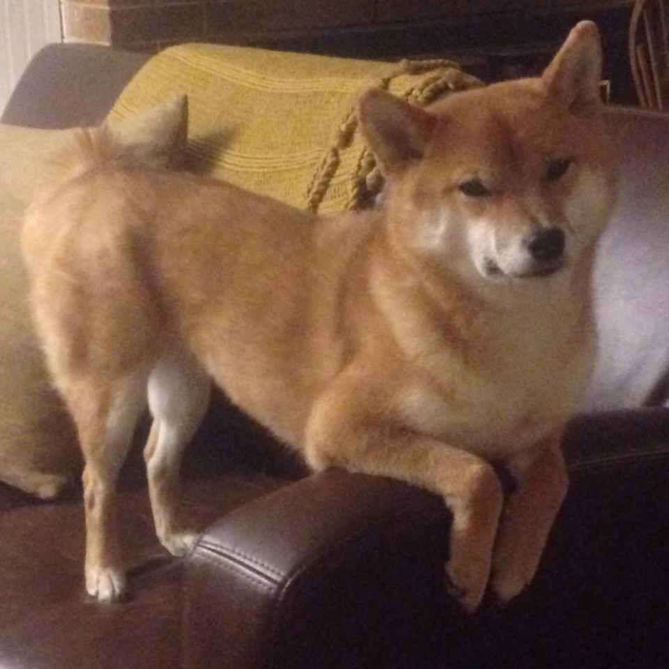 幽灵莫兰特，撕裂黄蜂防线的虚拟救世主