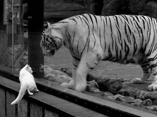 德罗赞封神夜!末节17分导演逆转,黄蜂撕碎雷霆迎关键一胜