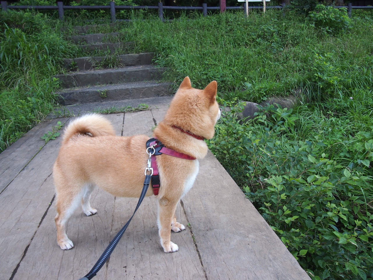 篮球平行宇宙，当深圳队的终极锁链锁死凤凰城太阳