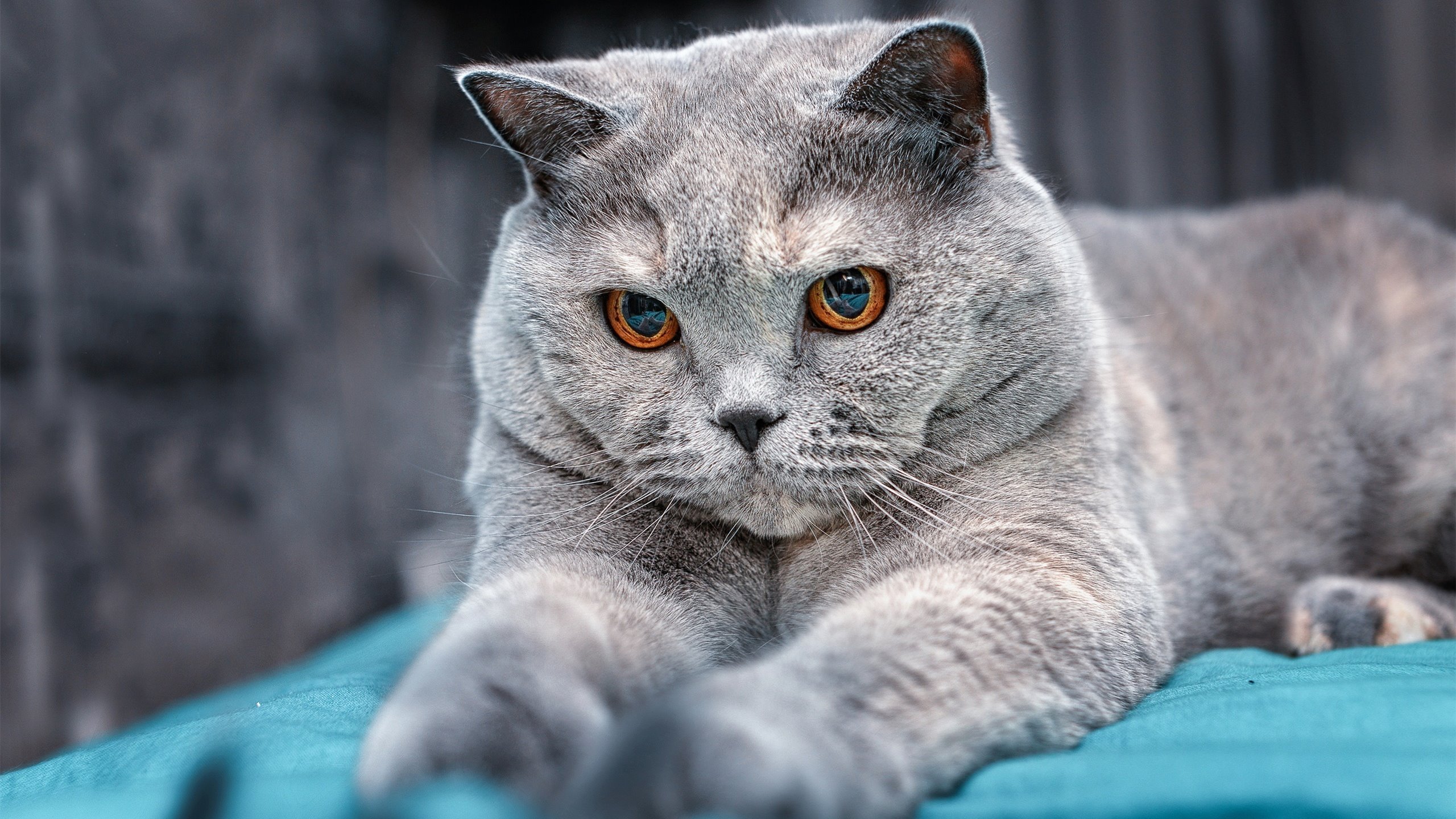 教科书燃烧之时，伊萨克冷光引领墨西哥血色加时