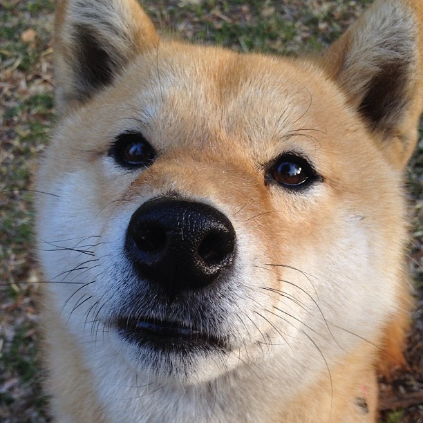 布伦森得分狂潮，总决赛之夜拉开差距