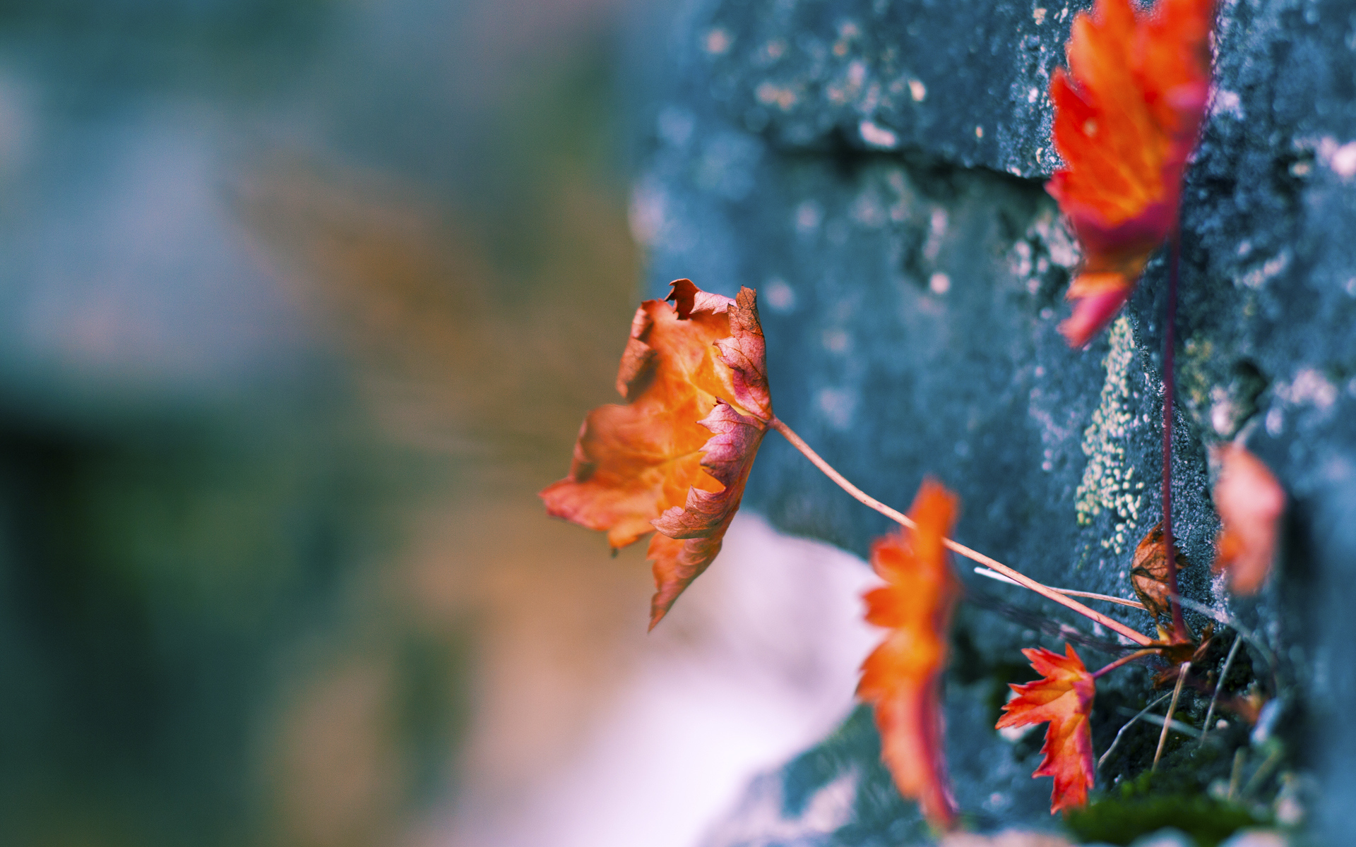 澳大利亚的袋鼠防线，拉齐奥在墨尔本的窒息战与那不勒斯的幽灵