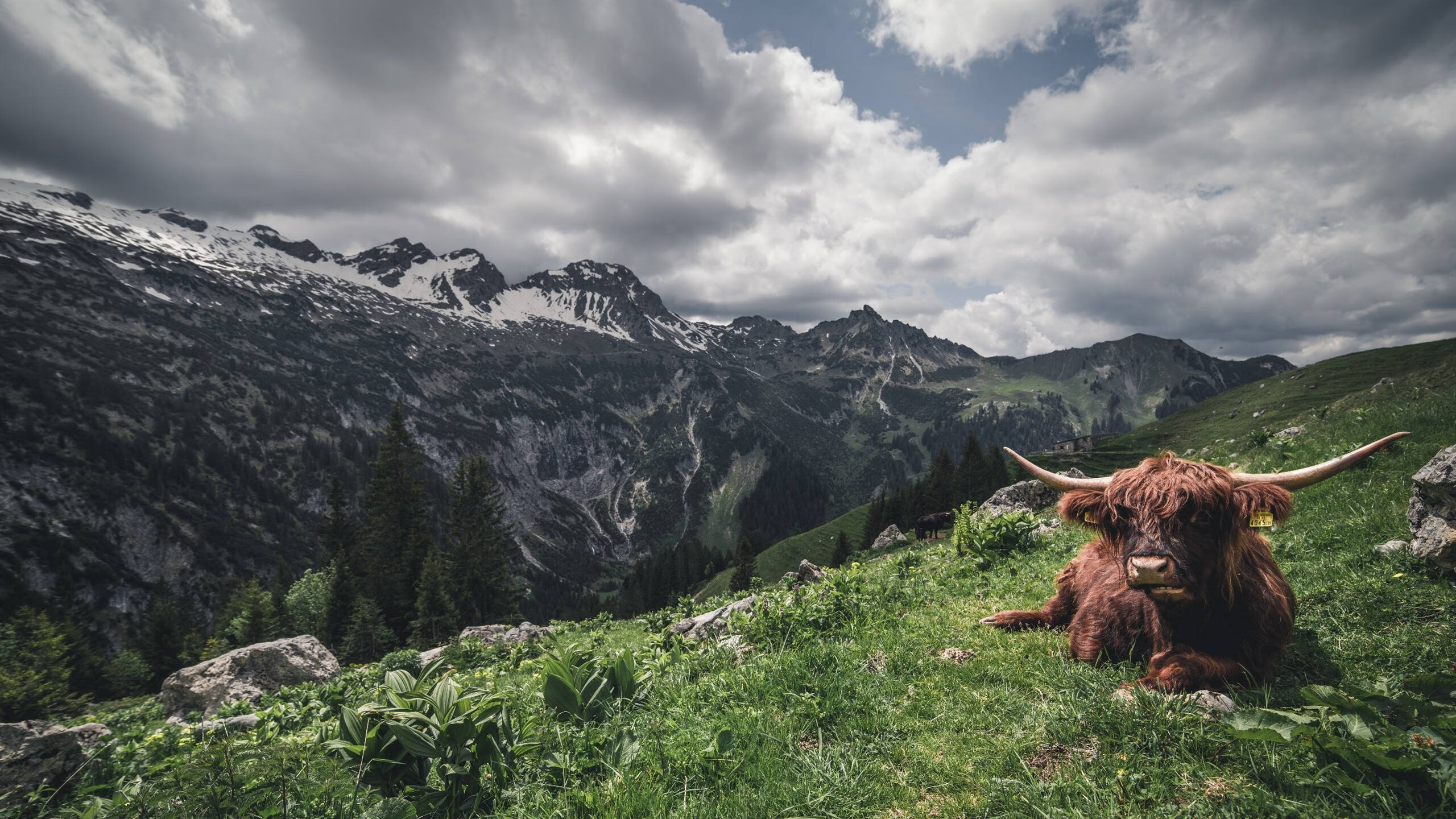 爵士乐未终章,雷鸣已至,哈利伯顿,专为大场面而生的冷血指挥官