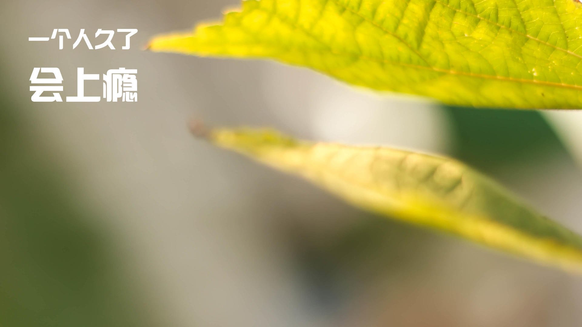 爵士乐未终章,雷鸣已至,哈利伯顿,专为大场面而生的冷血指挥官