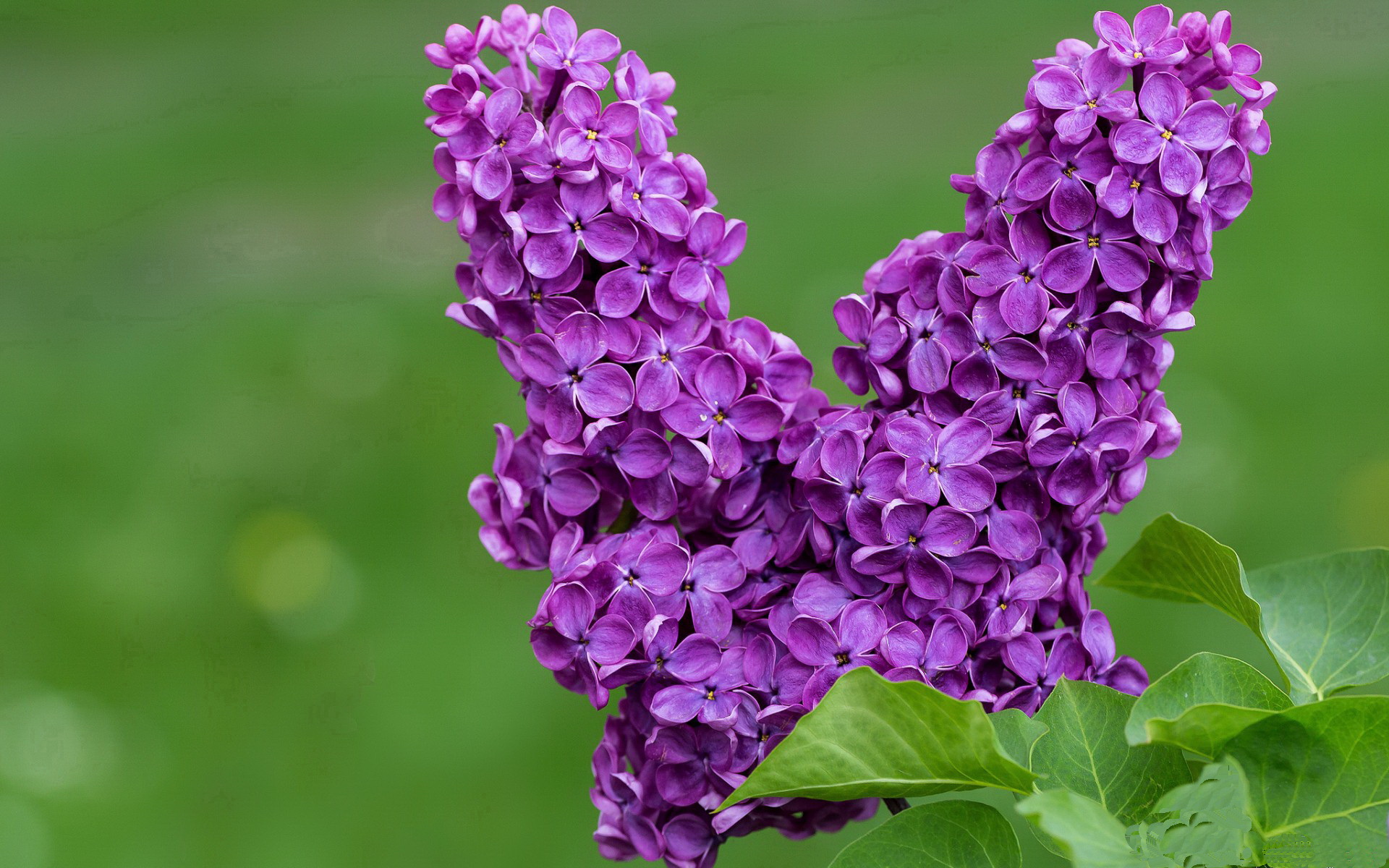 利拉德0.8秒绝杀定乾坤，掘金终结尼克斯六连胜