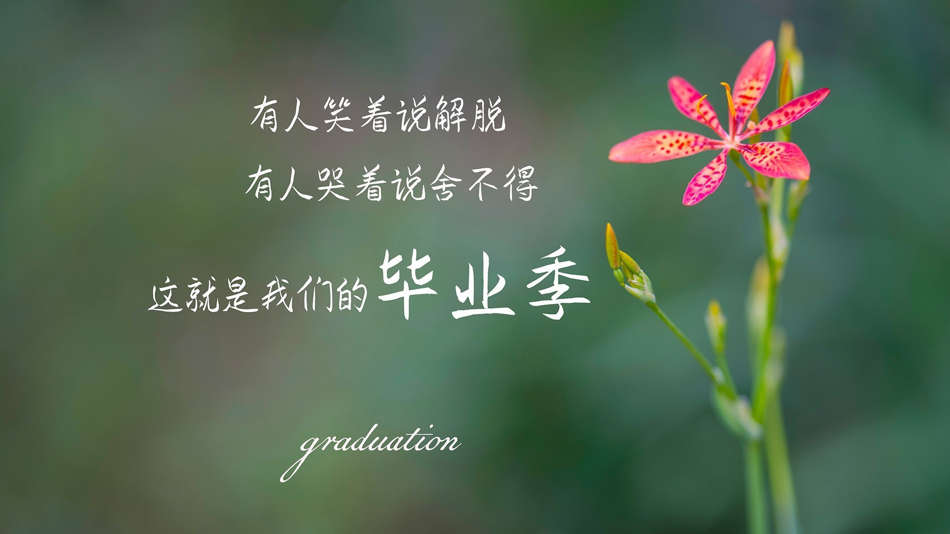 白色航船的沉没，当阿什拉夫点燃沙漠，卡塔尔粉碎西班牙黄金舰队