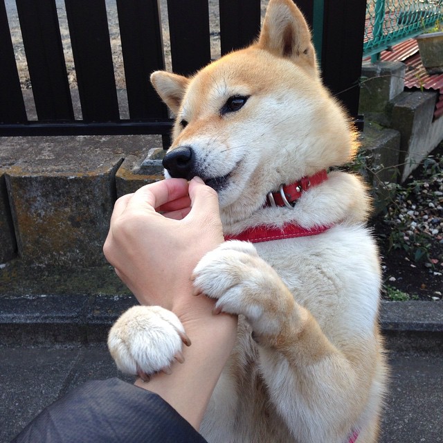 东决式博弈,比利亚雷亚尔末节带走新西兰,一场跨界的战术胜利