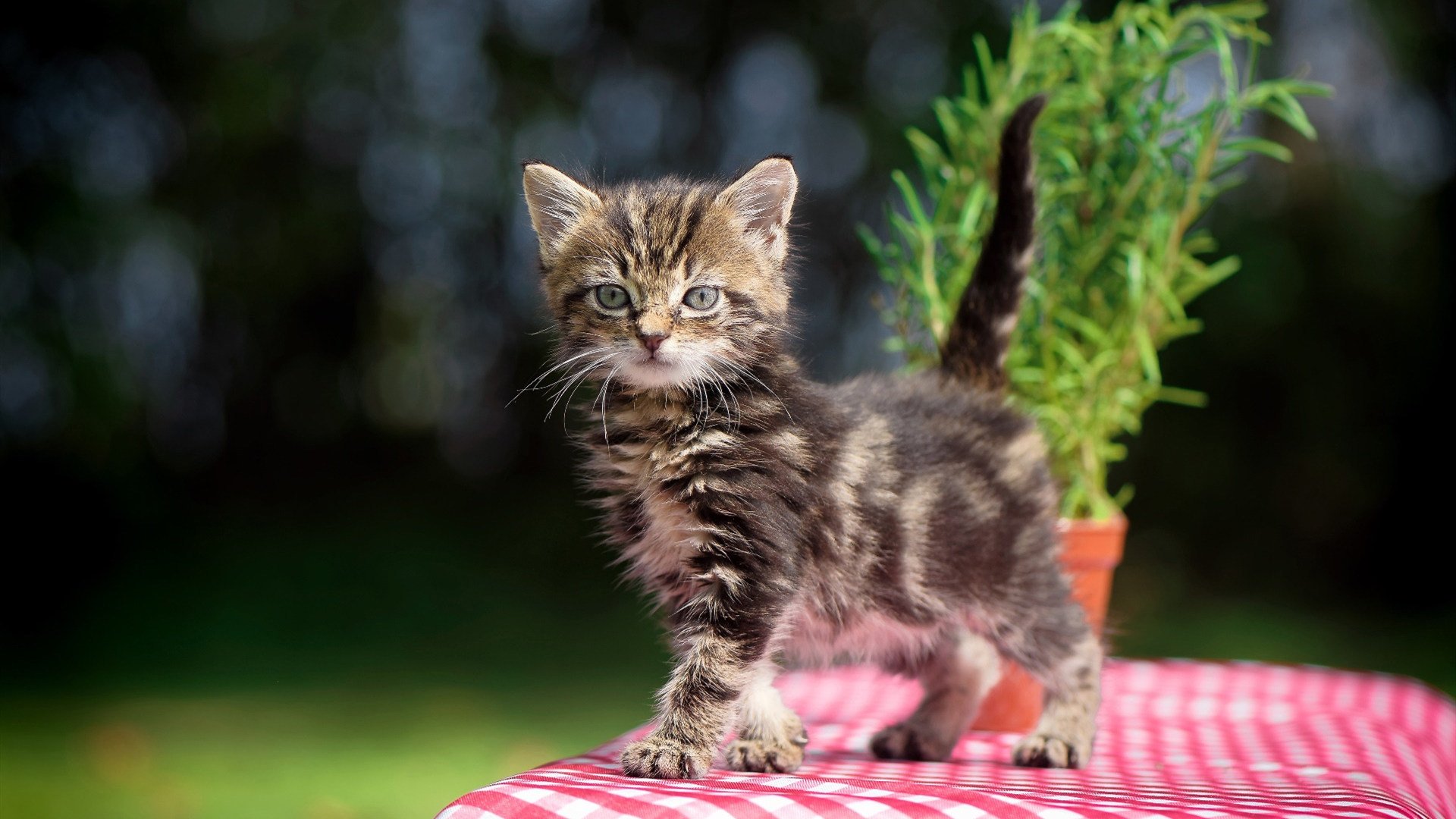德比的唯一性,塞维利亚在抢七生死战中粉碎贝蒂斯