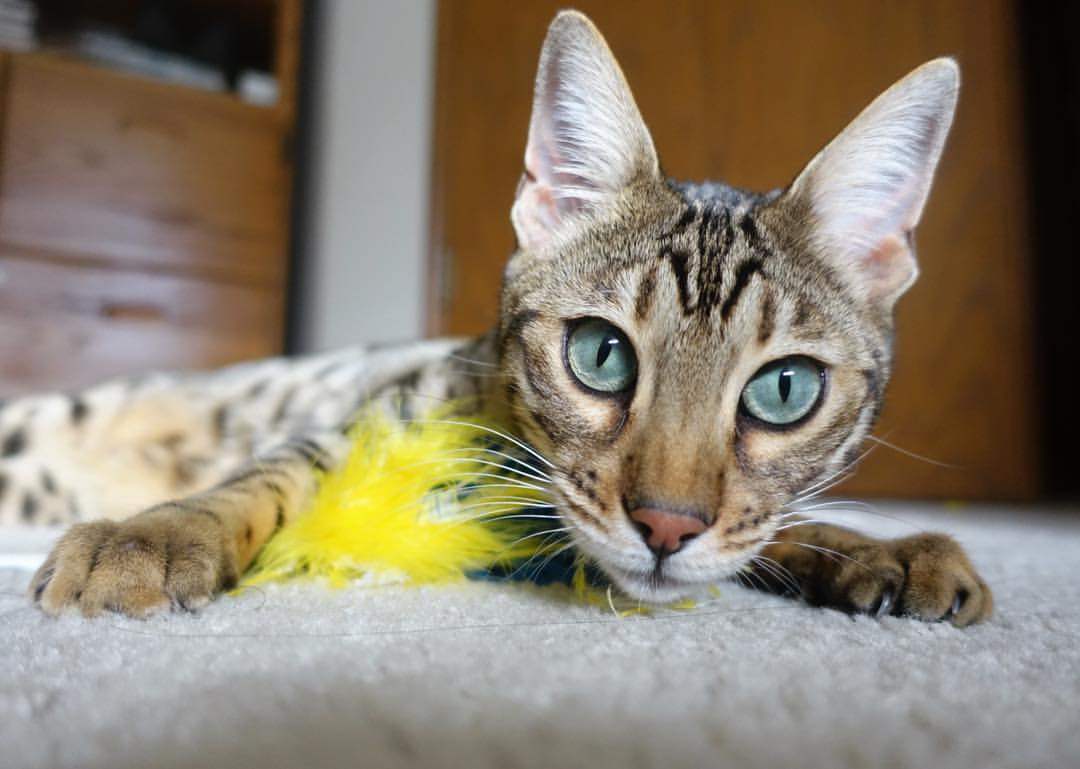 当圣西罗的蓝黑条纹遇见蔚蓝海岸,一场被维尼修斯改写的慈善奇缘