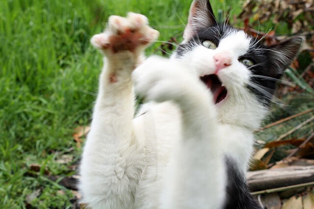 当智慧战胜算法,恩佐在尼斯赛场击穿德意志钢铁机器的哲学课