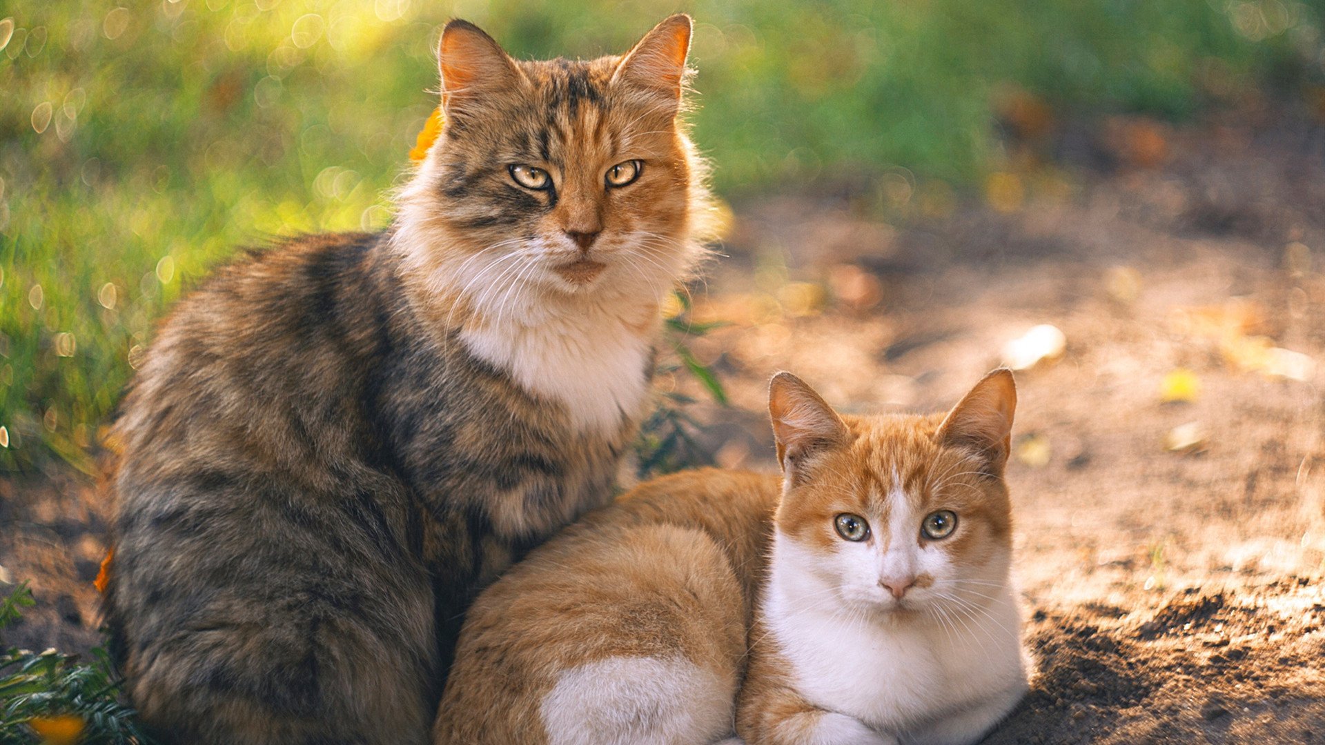 跨界激情，当欧冠半决赛的焦点战精神照亮NBA舞台—掘金击败爵士的传奇之夜