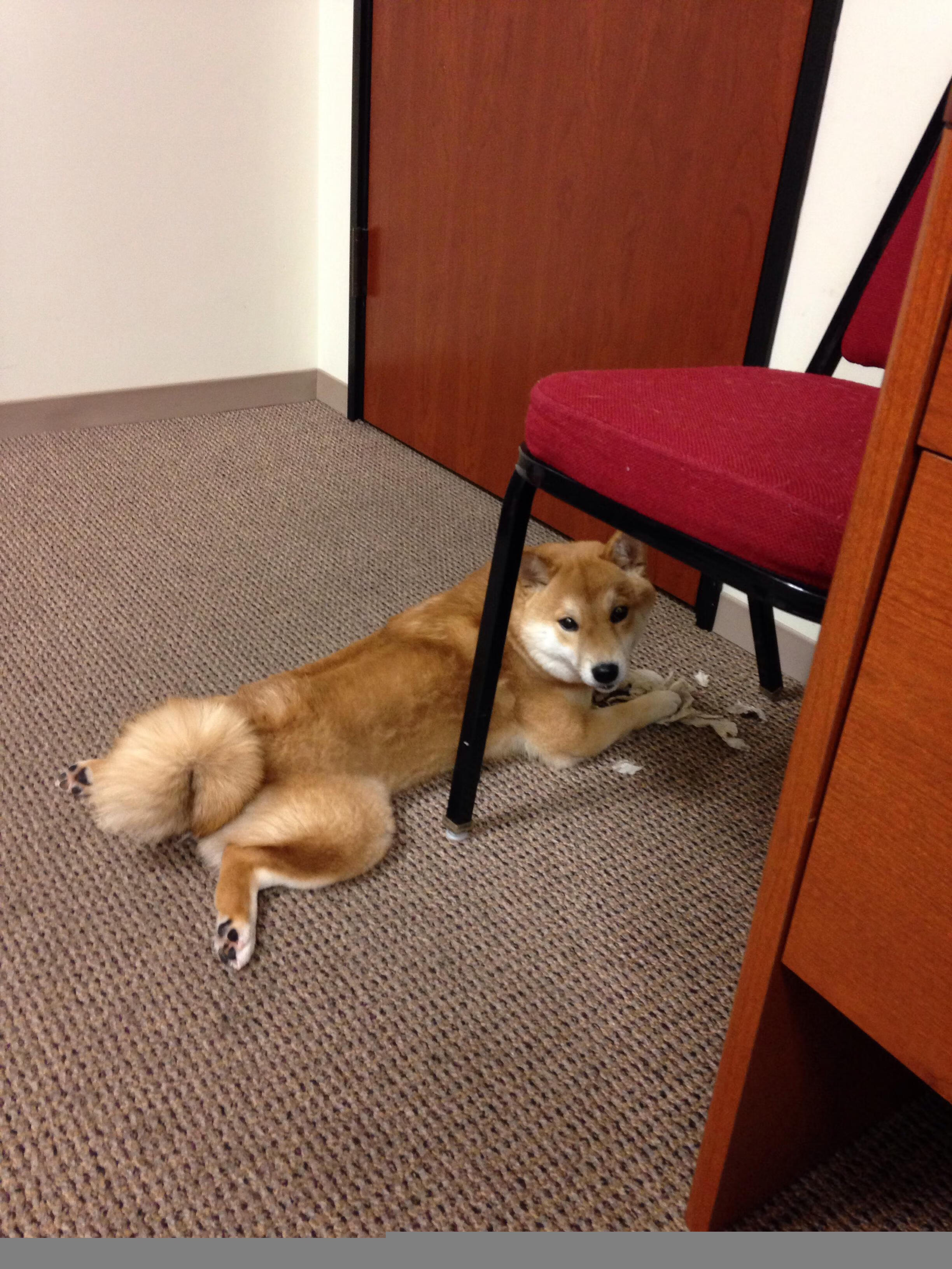 鹈鹕击溃勇士?库里用晚安手势为金州留下悬念