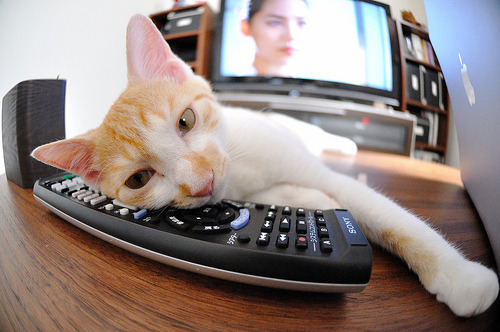 冰封赛道与烈焰禁区，当F1引擎的寒光遇见武切维奇的怒火