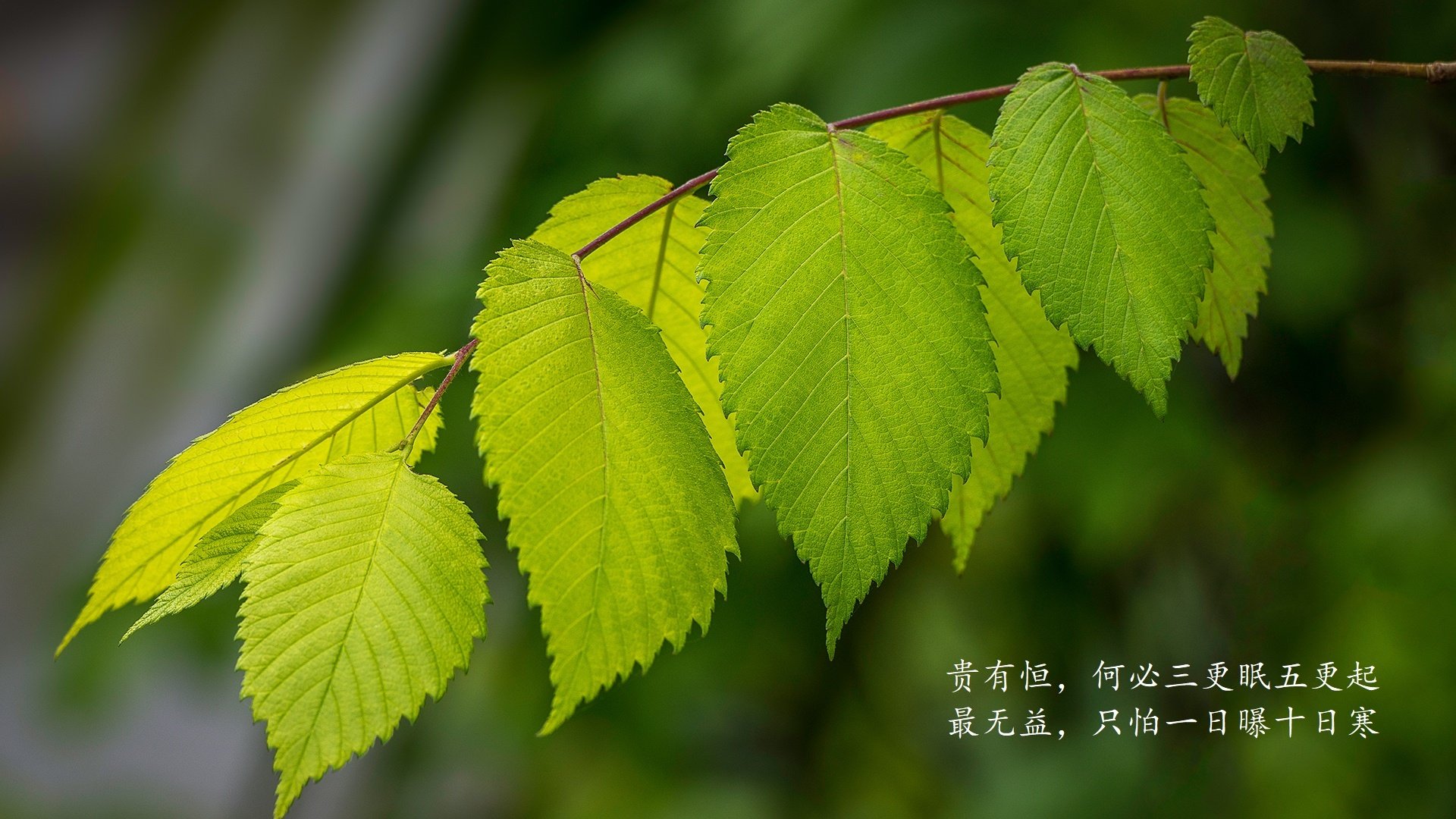 沙漠风暴中的蓝白旗帜，佩德里用一场手术刀级表演，为乌拉圭切开2026世界杯八强之路