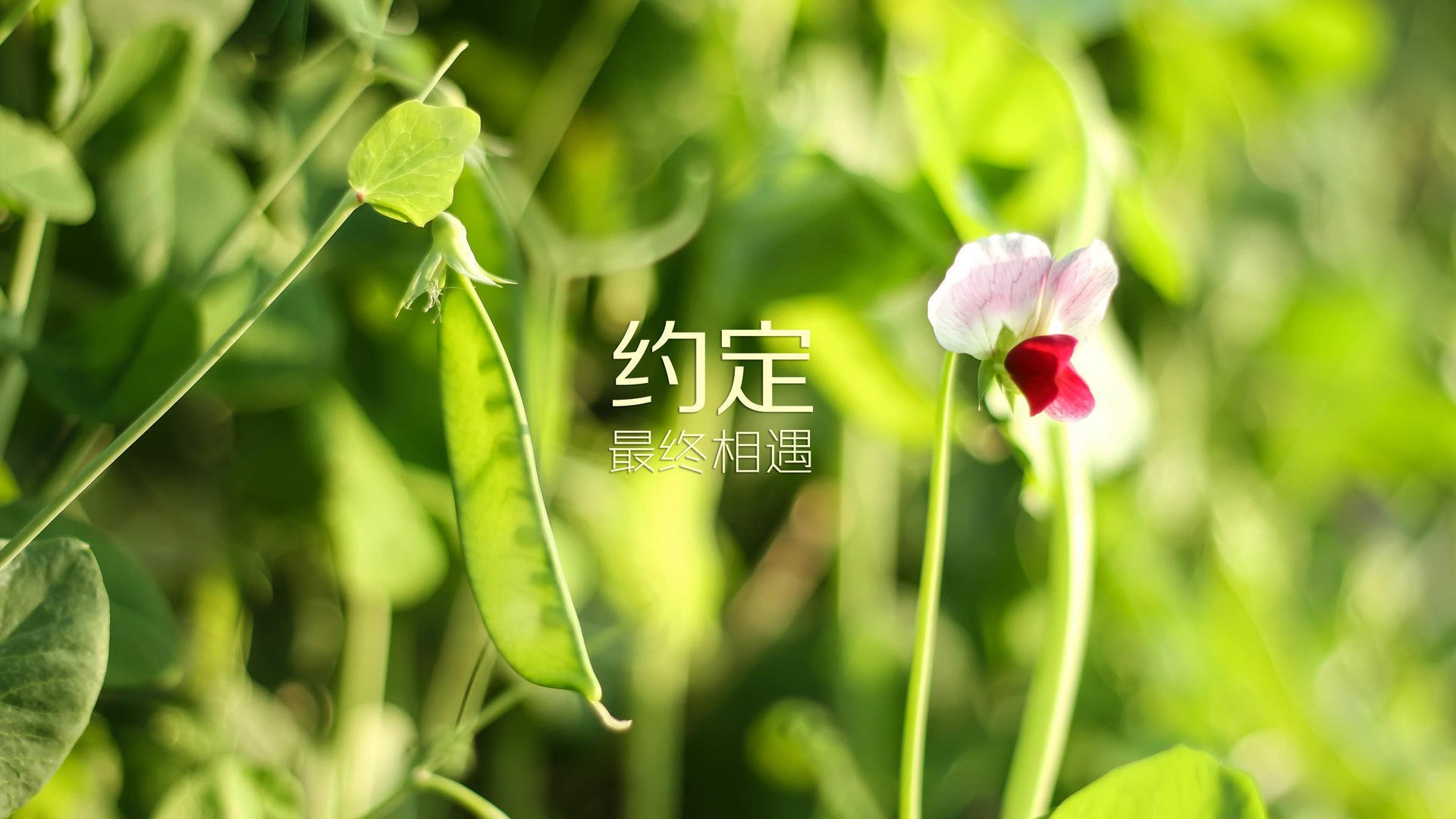 唯一之役，2026世界杯F组，当范戴克的火焰点燃葡萄牙与加拿大的宿命对决